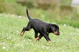 BEAUCERON - PUPPIES 337